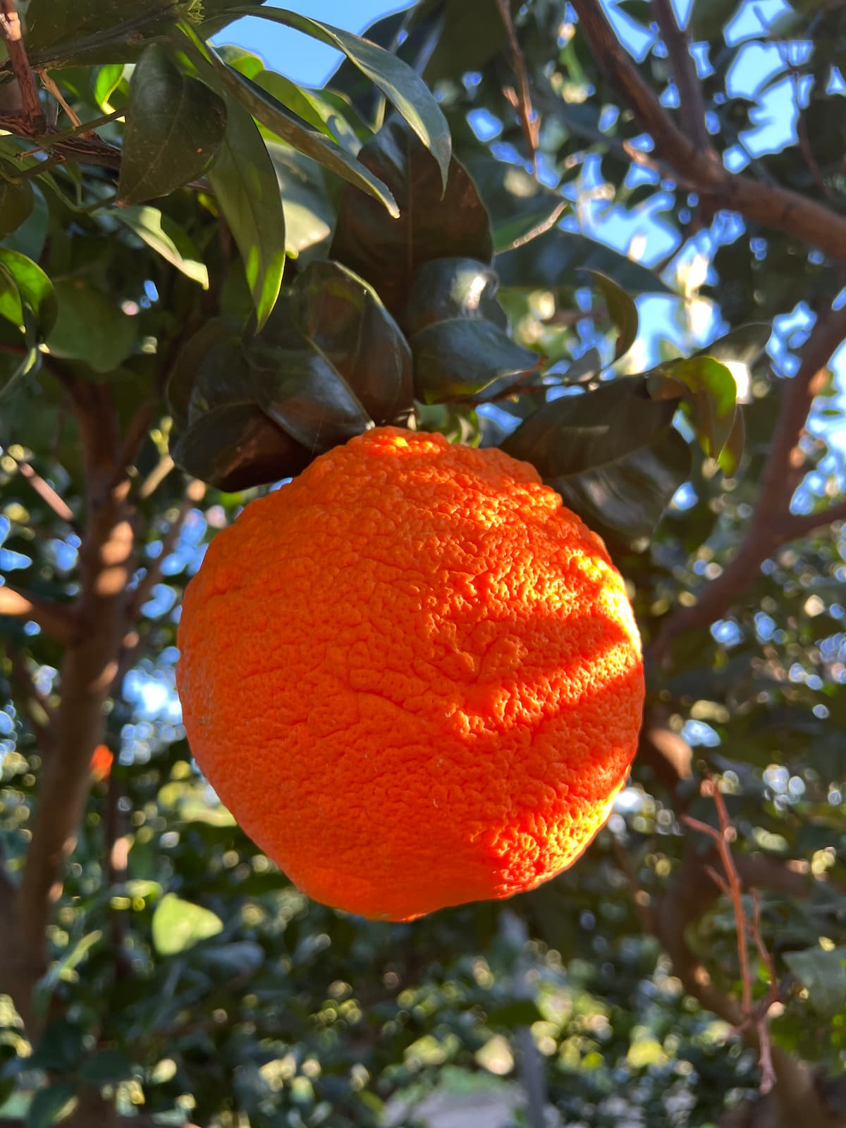 Bitterorange hängt am Baum