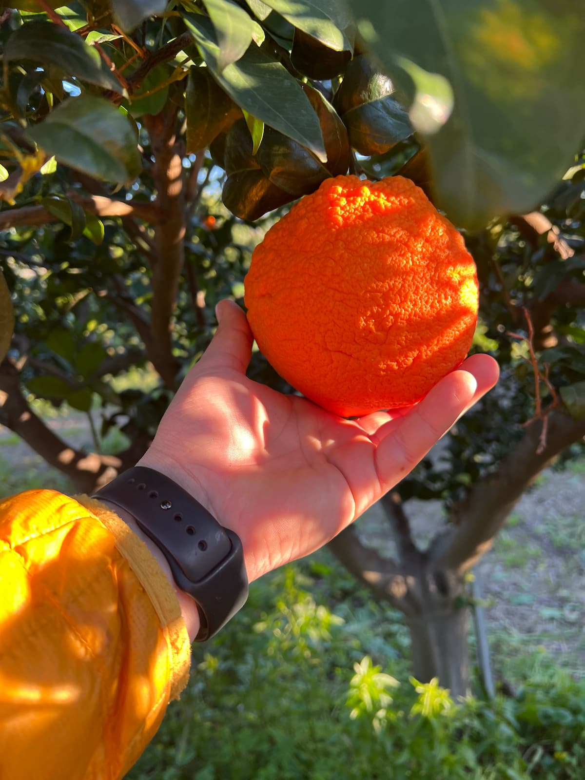 Bitterorange in der Hand am Baum