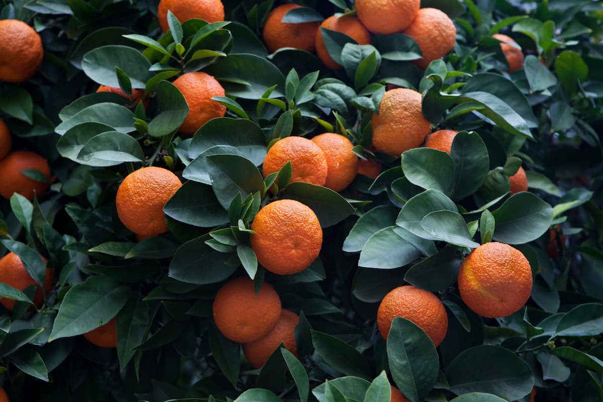 Bitterorangenbaum 