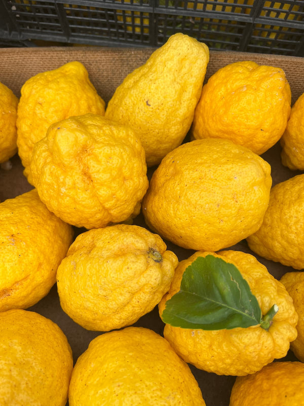 Cedri Zitronen in der Kiste