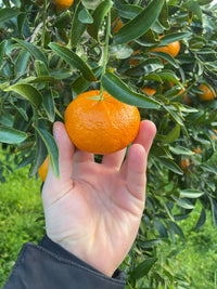 Bio-Sizilianische Clementinen