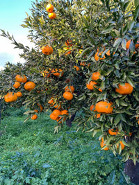 Bio-Sizilianische Clementinen