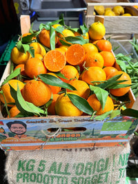 Bio-Sizilianische Clementinen