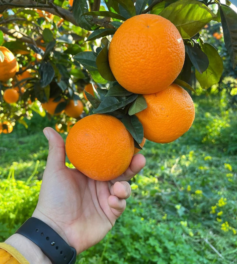 Direkt vom Baum bestellen