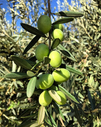 Bio-Sizilianisches Olivenöl