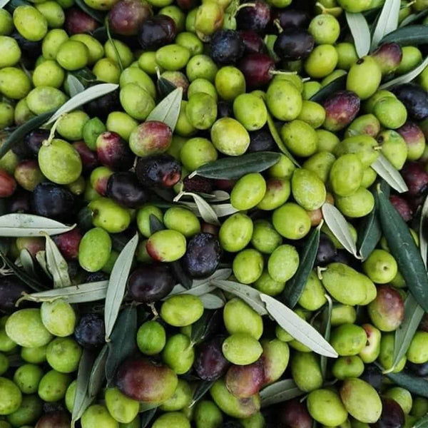 Frische Oliven vor der Pressung 