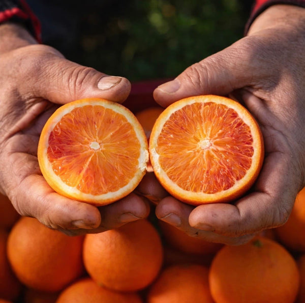 Bio-Italienische Tarocco Orangen